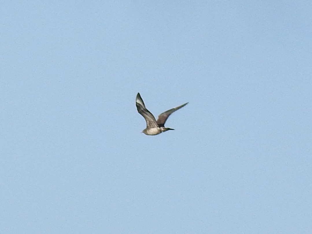 Годон хайлгана - ML645724683