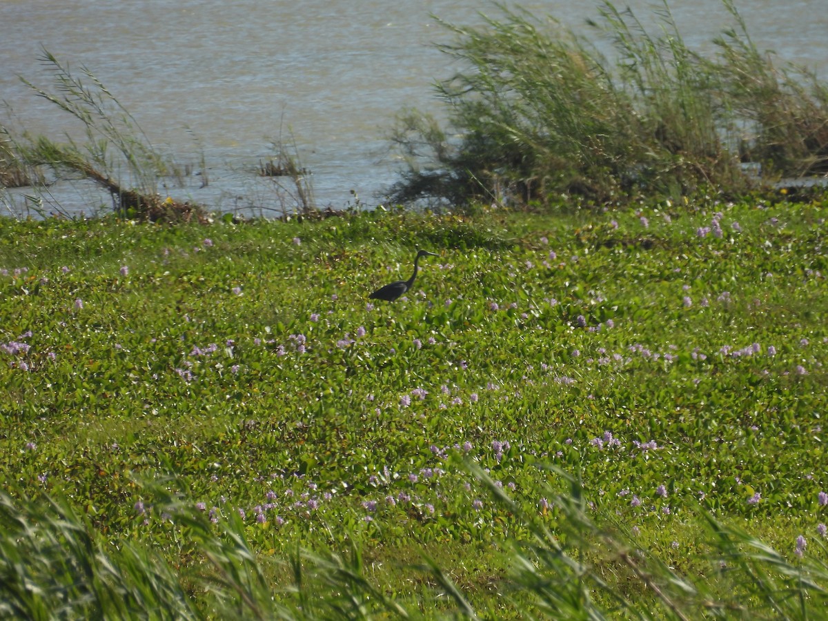 Humblot's Heron - ML645724685