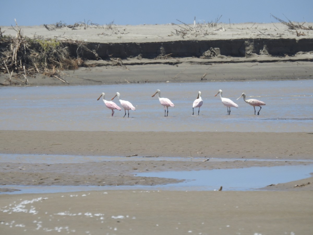 Roseate Spoonbill - ML645724695