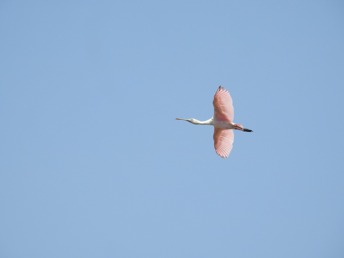 Roseate Spoonbill - ML645724698