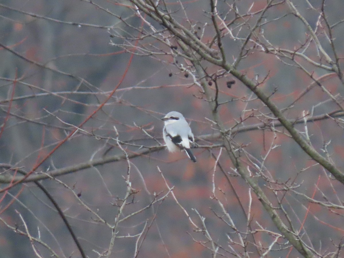 ťuhýk severní - ML645724702