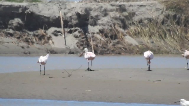 Розовая колпица - ML645724705