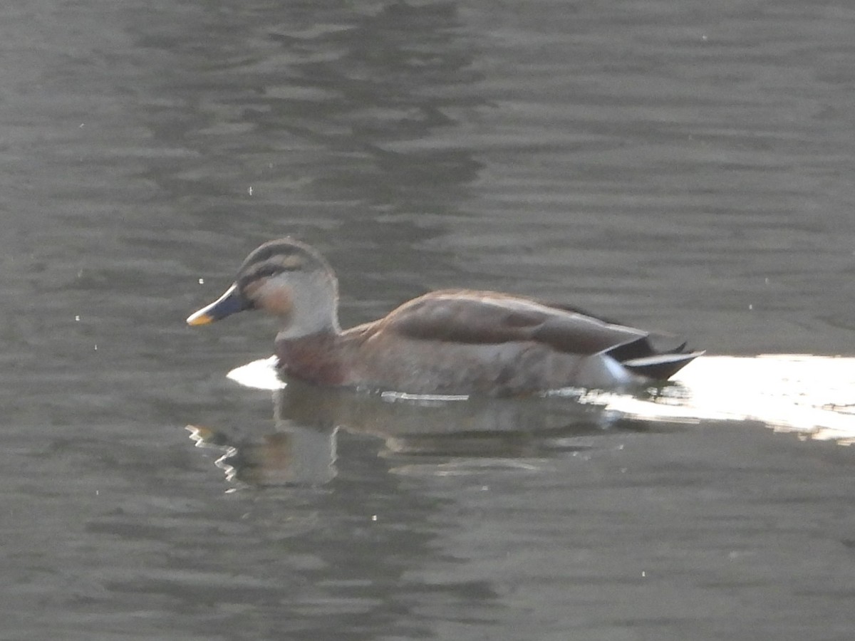 Eastern Spot-billed Duck x Mallard (hybrid) - ML645724719