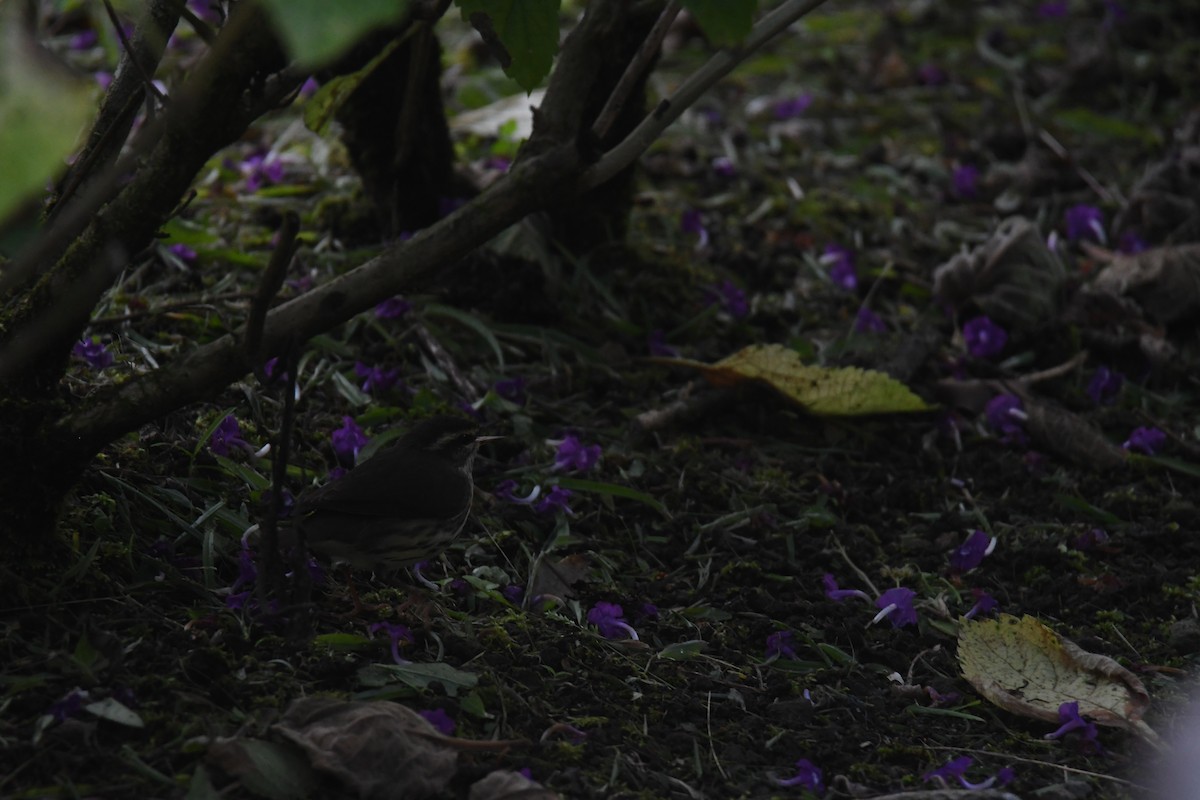 Northern Waterthrush - ML645724725