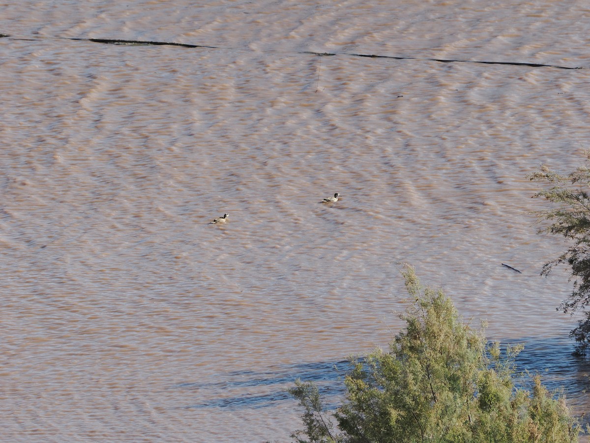 Marbled Duck - ML645724730