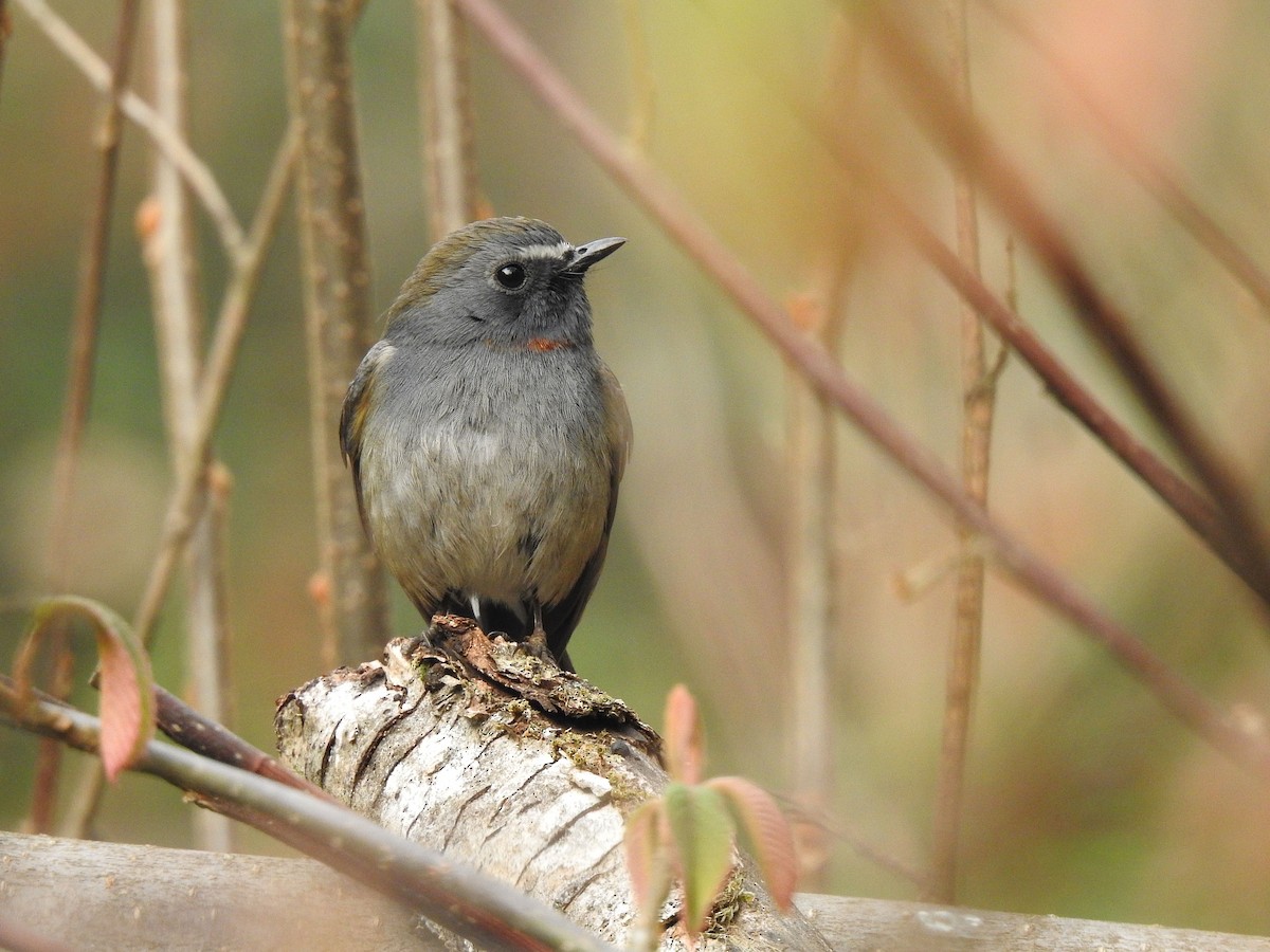 Rufous-gorgeted Flycatcher - ML645724737