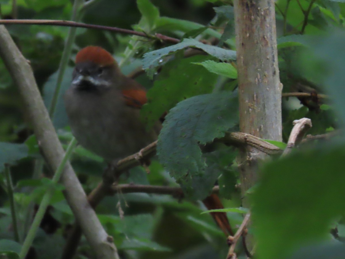 ミヤマオナガカマドドリ - ML645724741