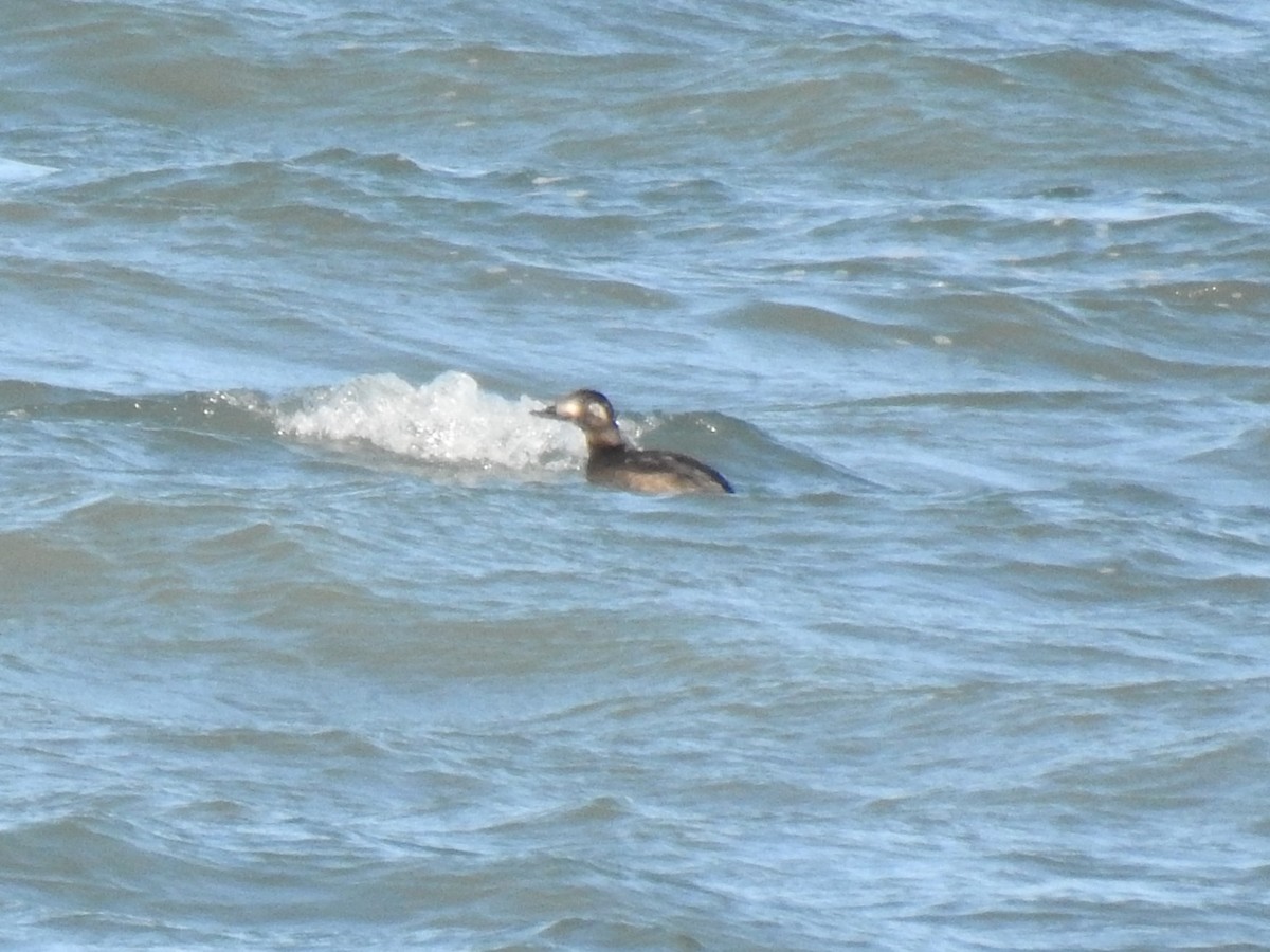 White-winged Scoter - ML645724748