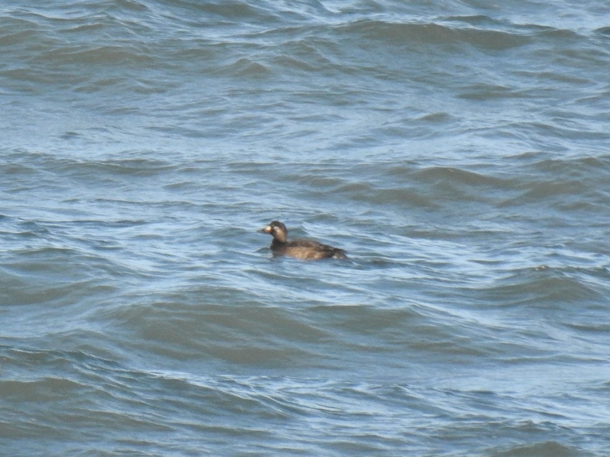 White-winged Scoter - ML645724749