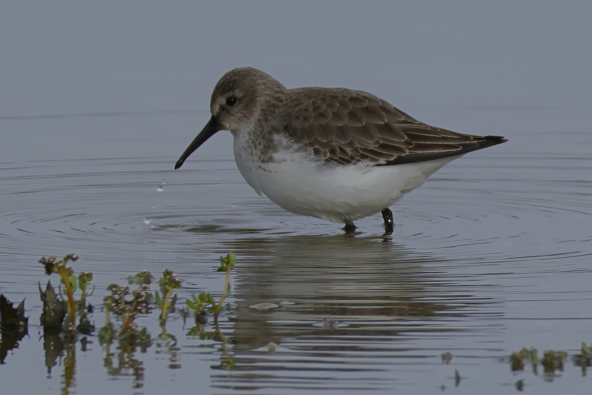 Dunlin - ML645724750
