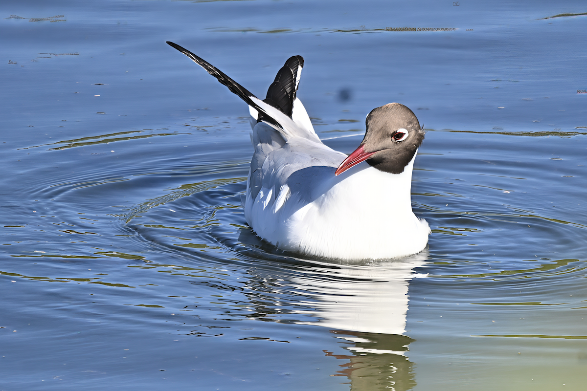 Black-headed Gull - ML645724751