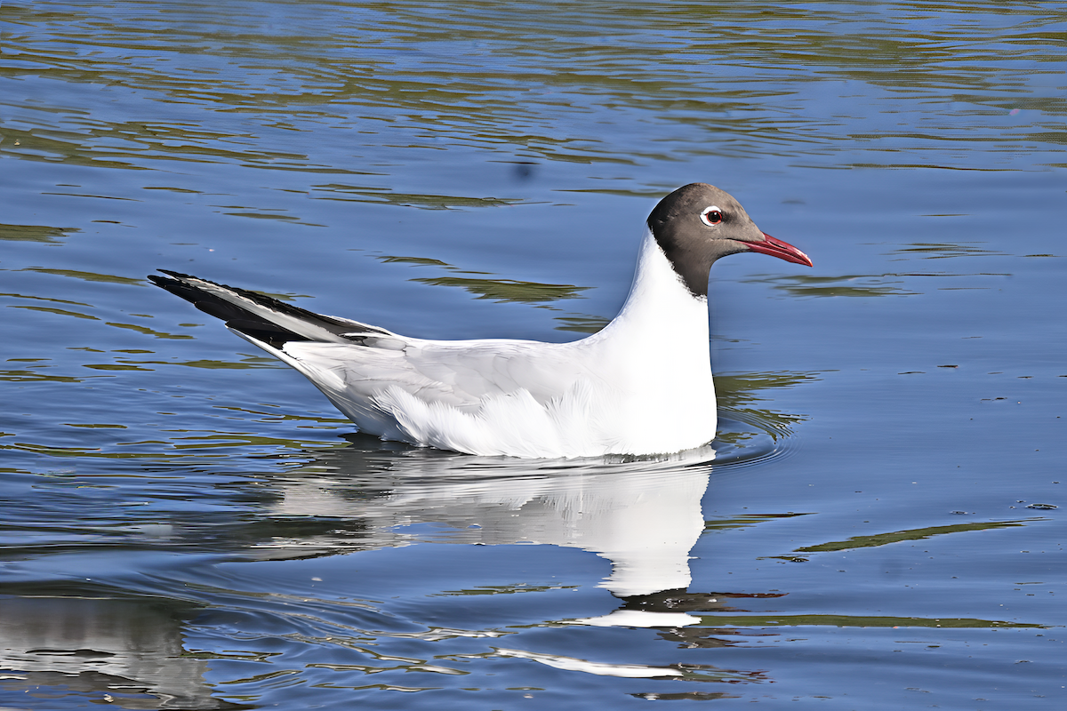 Black-headed Gull - ML645724752