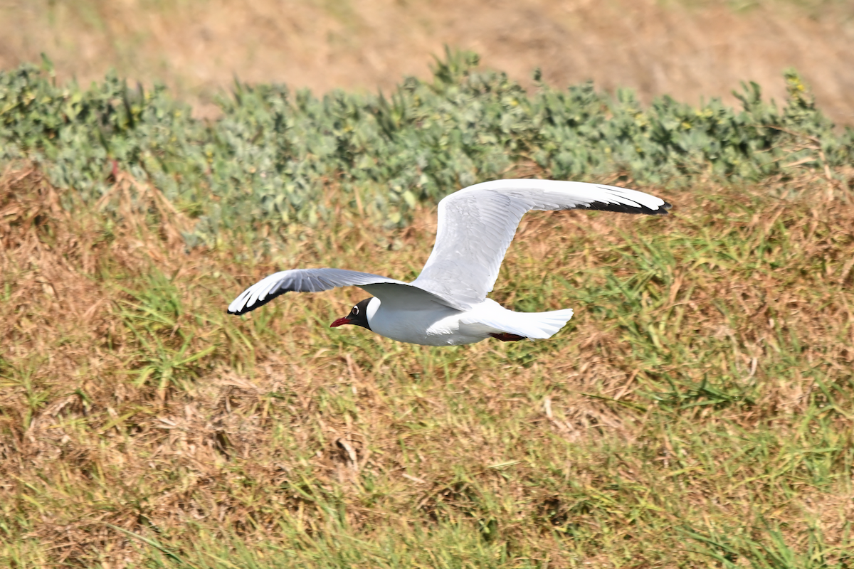 Black-headed Gull - ML645724753