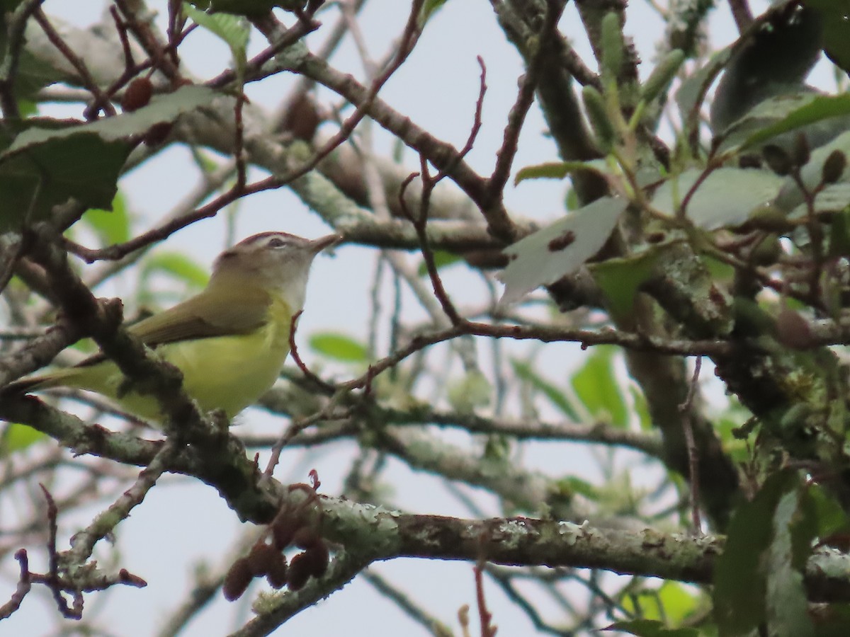 Brown-capped Vireo - ML645724754