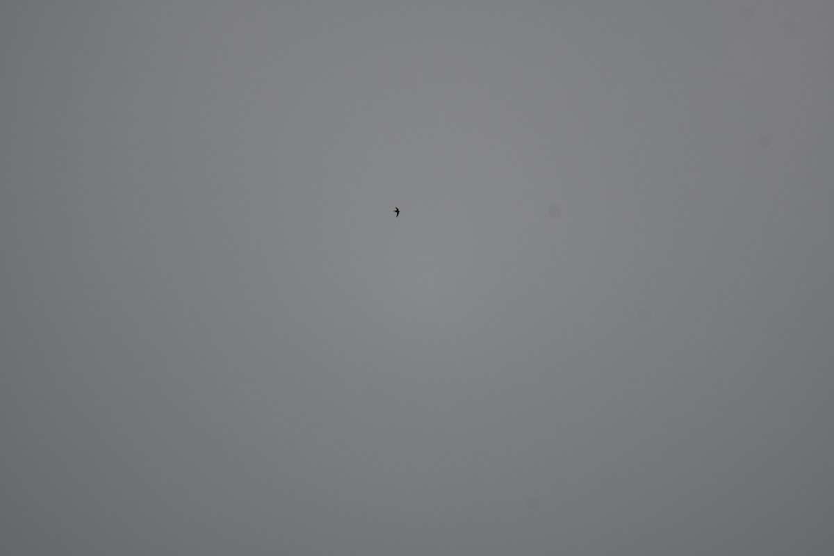 White-collared Swift - ML645724761