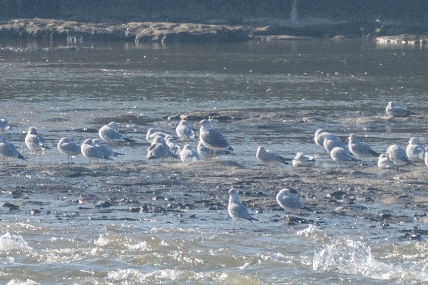 Larus, unbestimmt - ML645724767