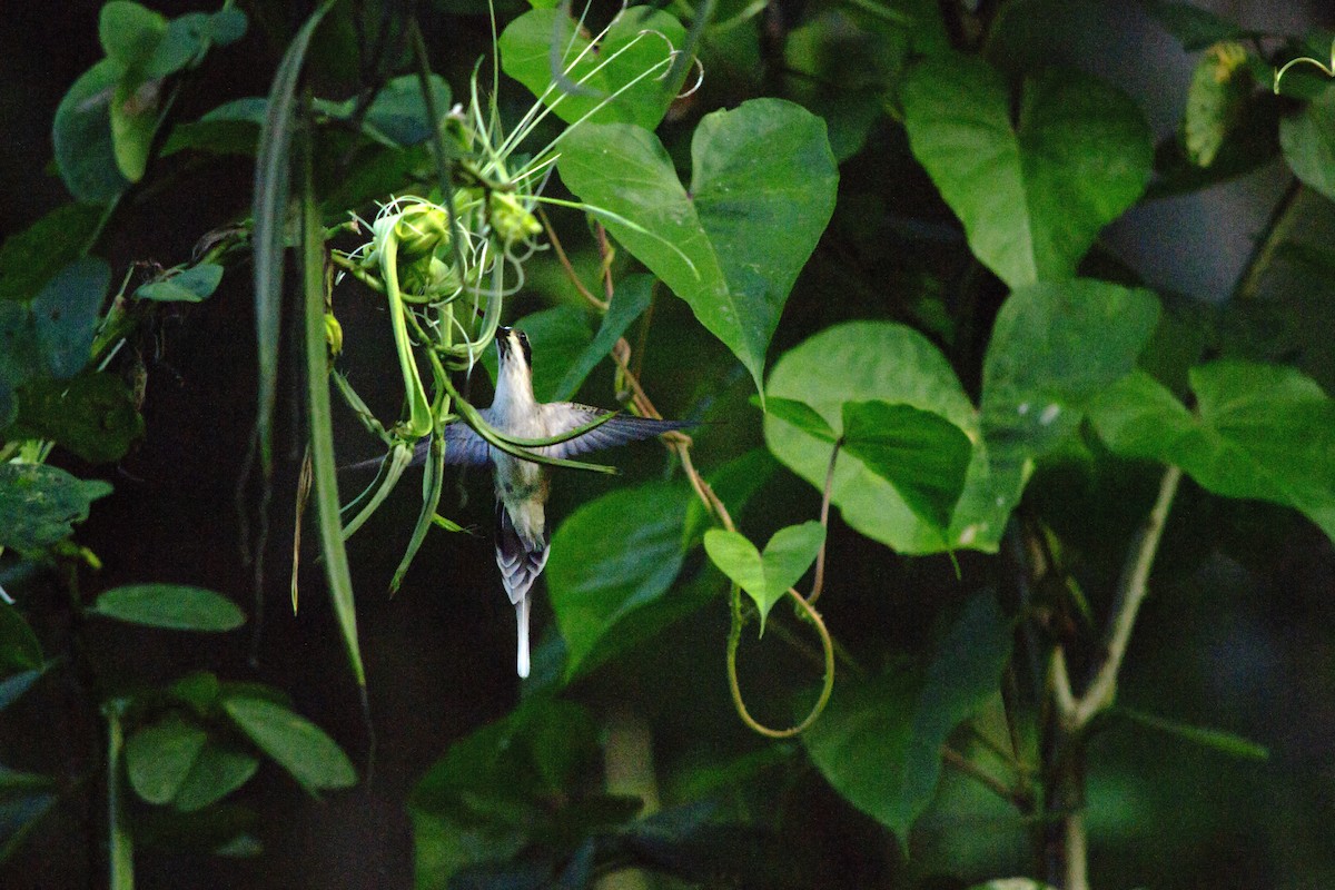 Pale-bellied Hermit - ML645724769