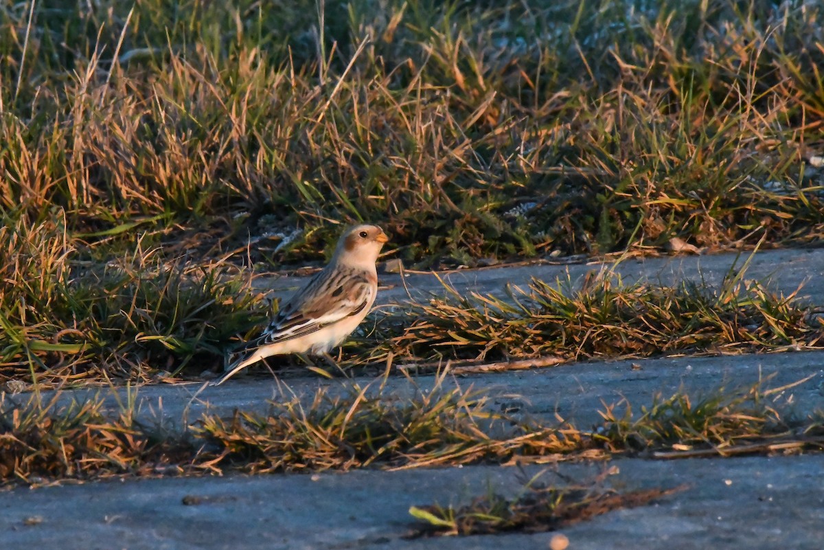 Alaca Çinte - ML645724776