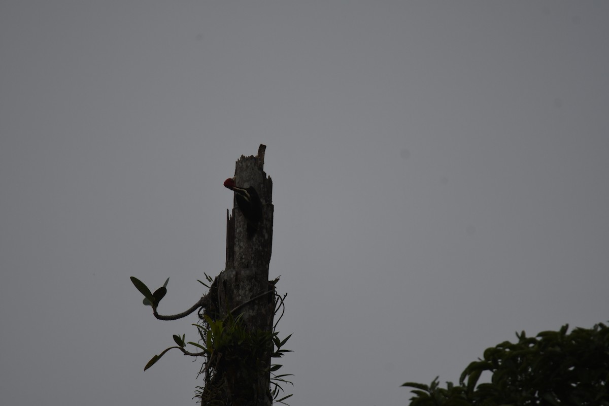 Pale-billed Woodpecker - ML645724777