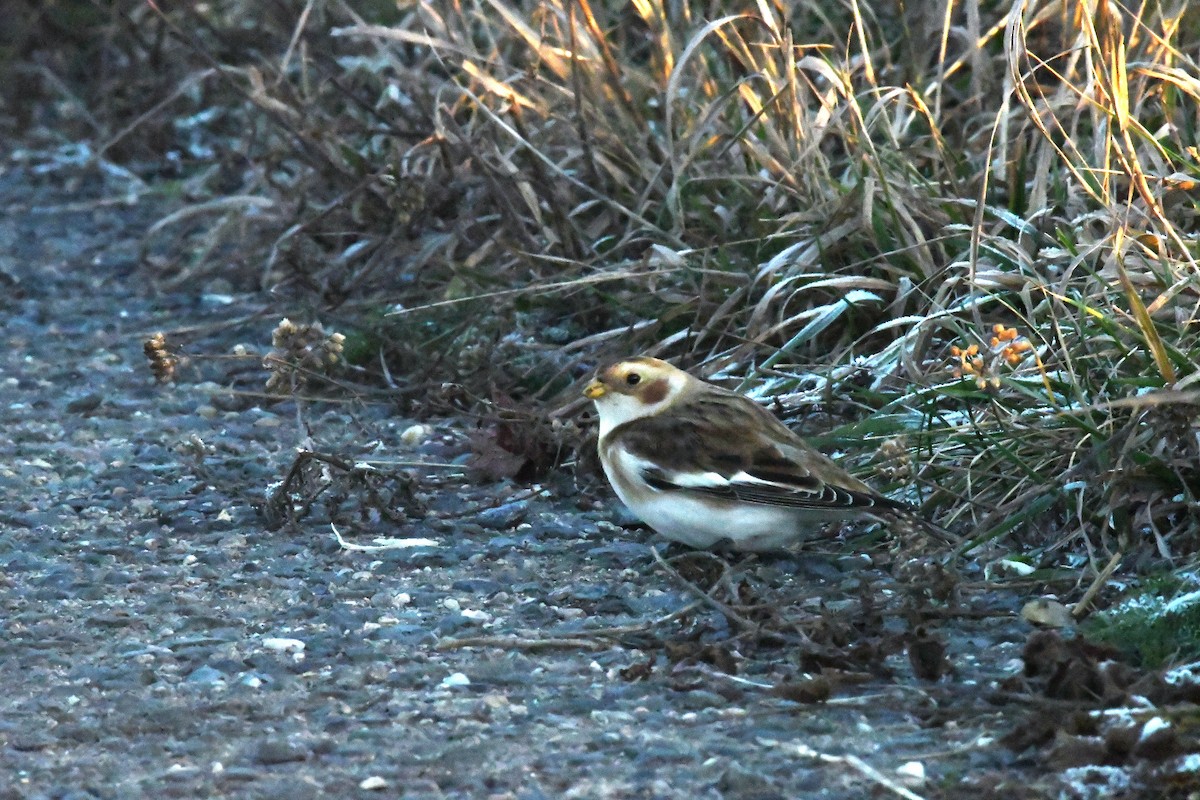 Alaca Çinte - ML645724781