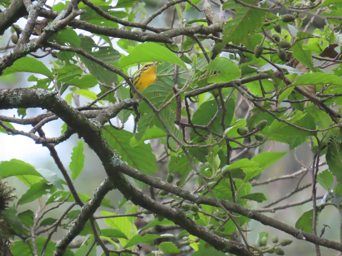 Blackburnian Warbler - ML645724782
