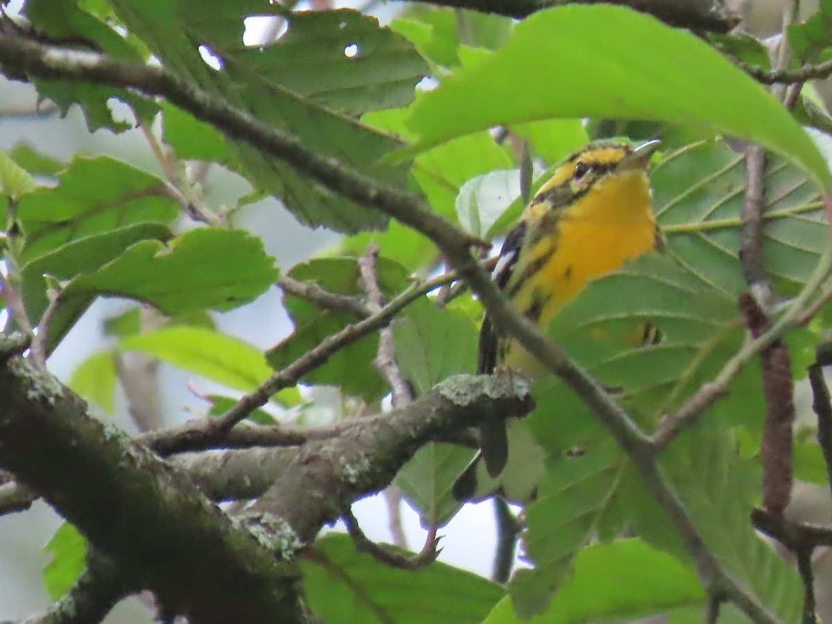 Blackburnian Warbler - ML645724791