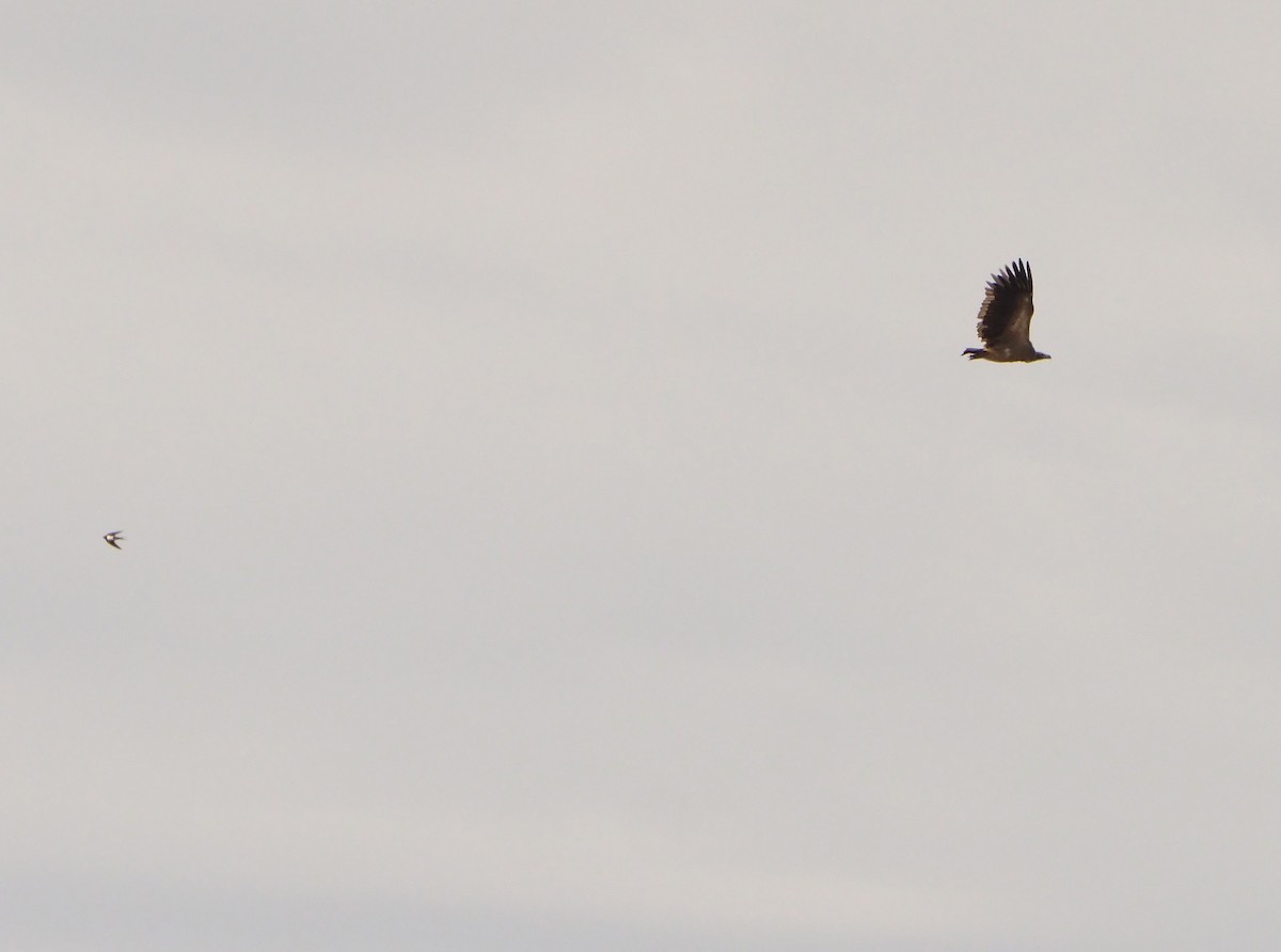 Alpine Swift - ML645724795