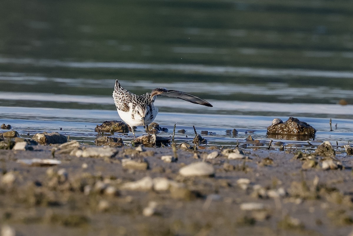 Sanderling - ML645724808