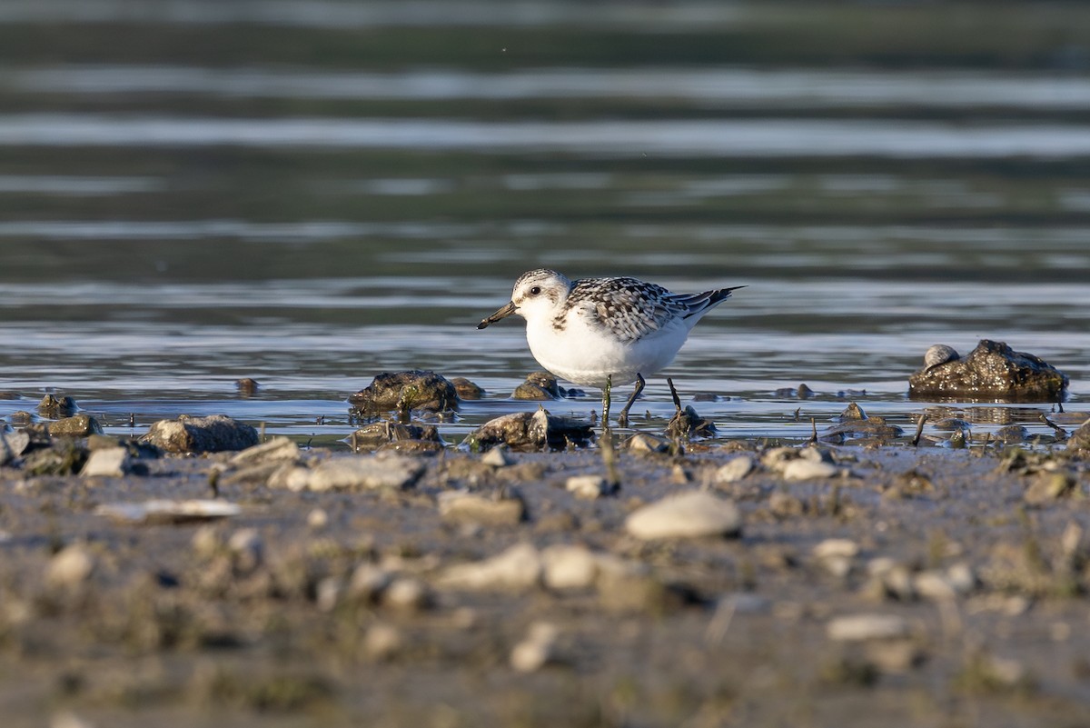 Sanderling - ML645724809