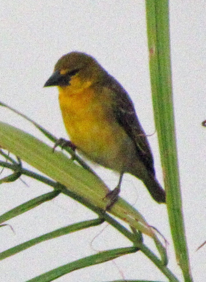 Golden-backed Weaver - ML645724813