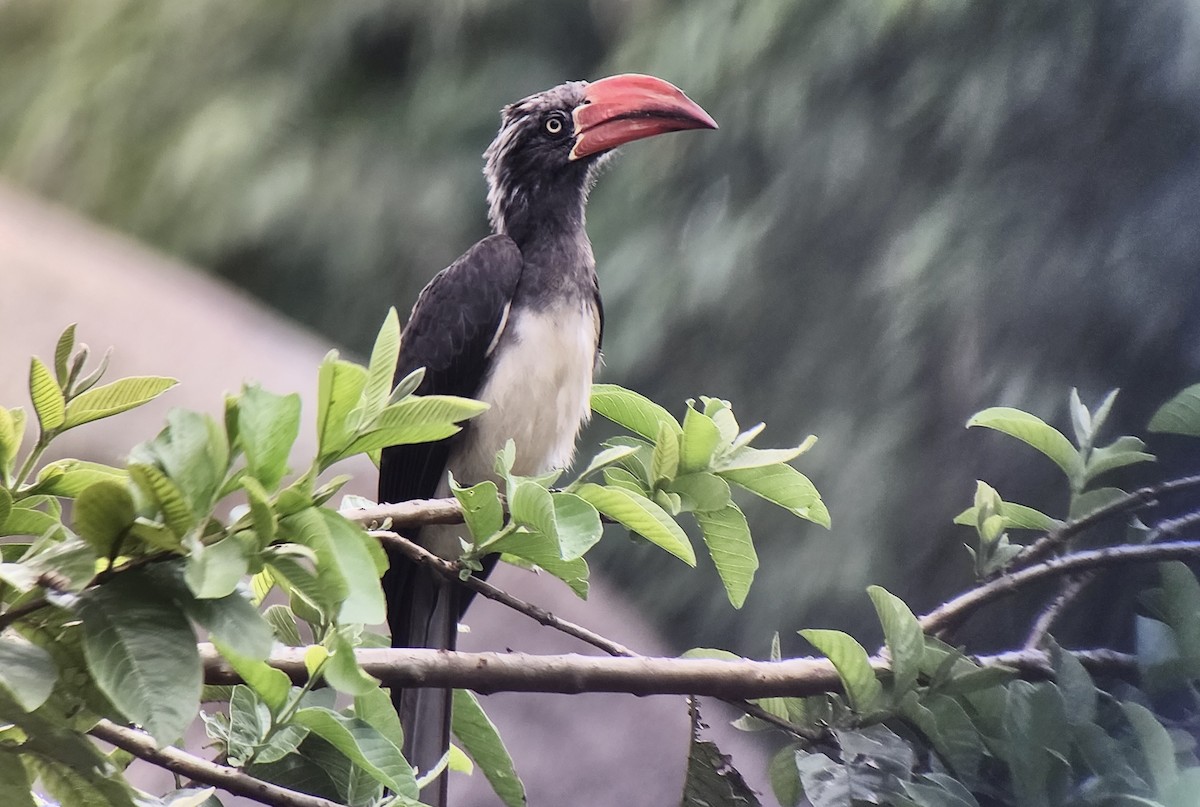 Crowned Hornbill - ML645724814