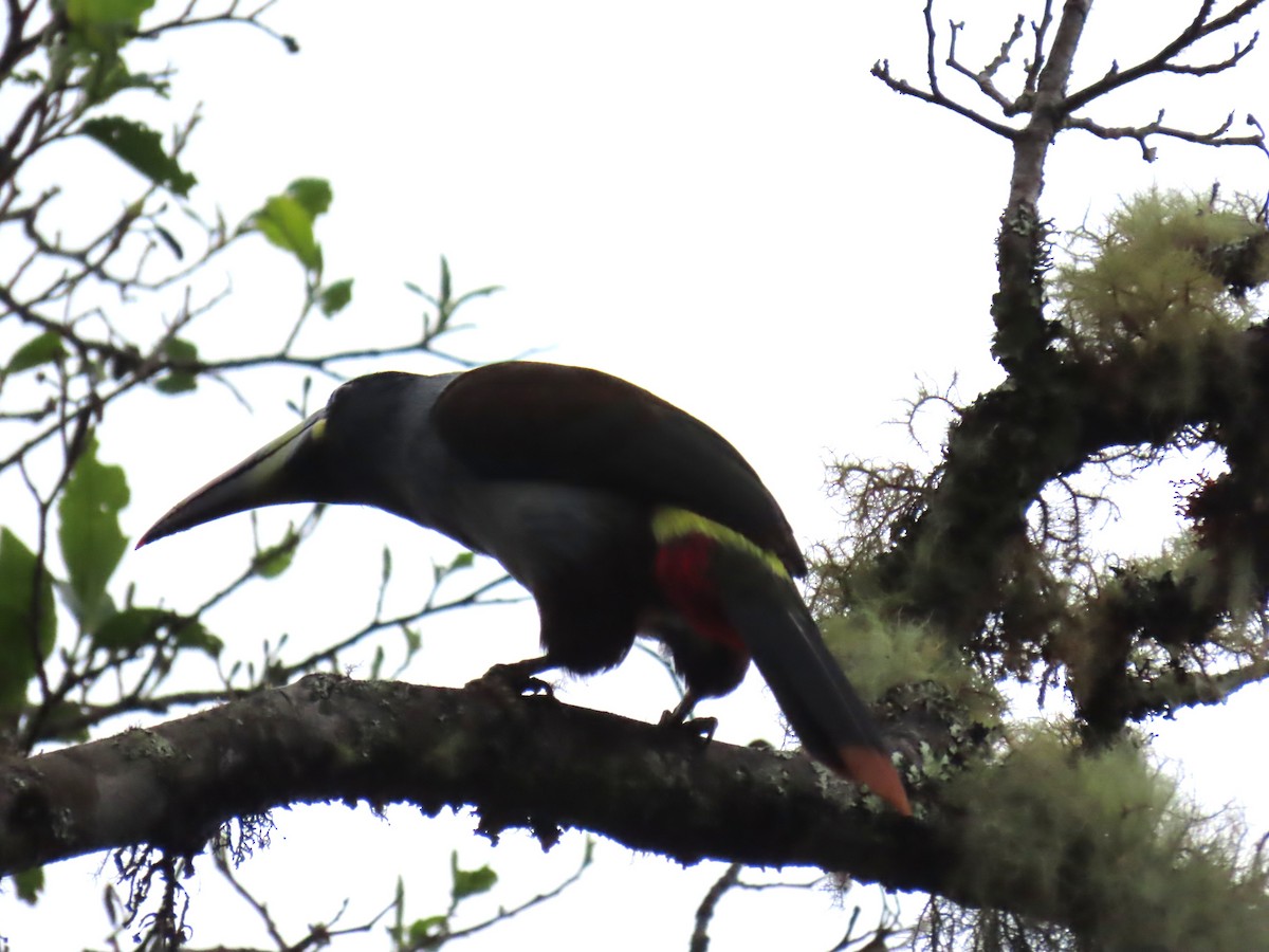 Gray-breasted Mountain-Toucan - ML645724828