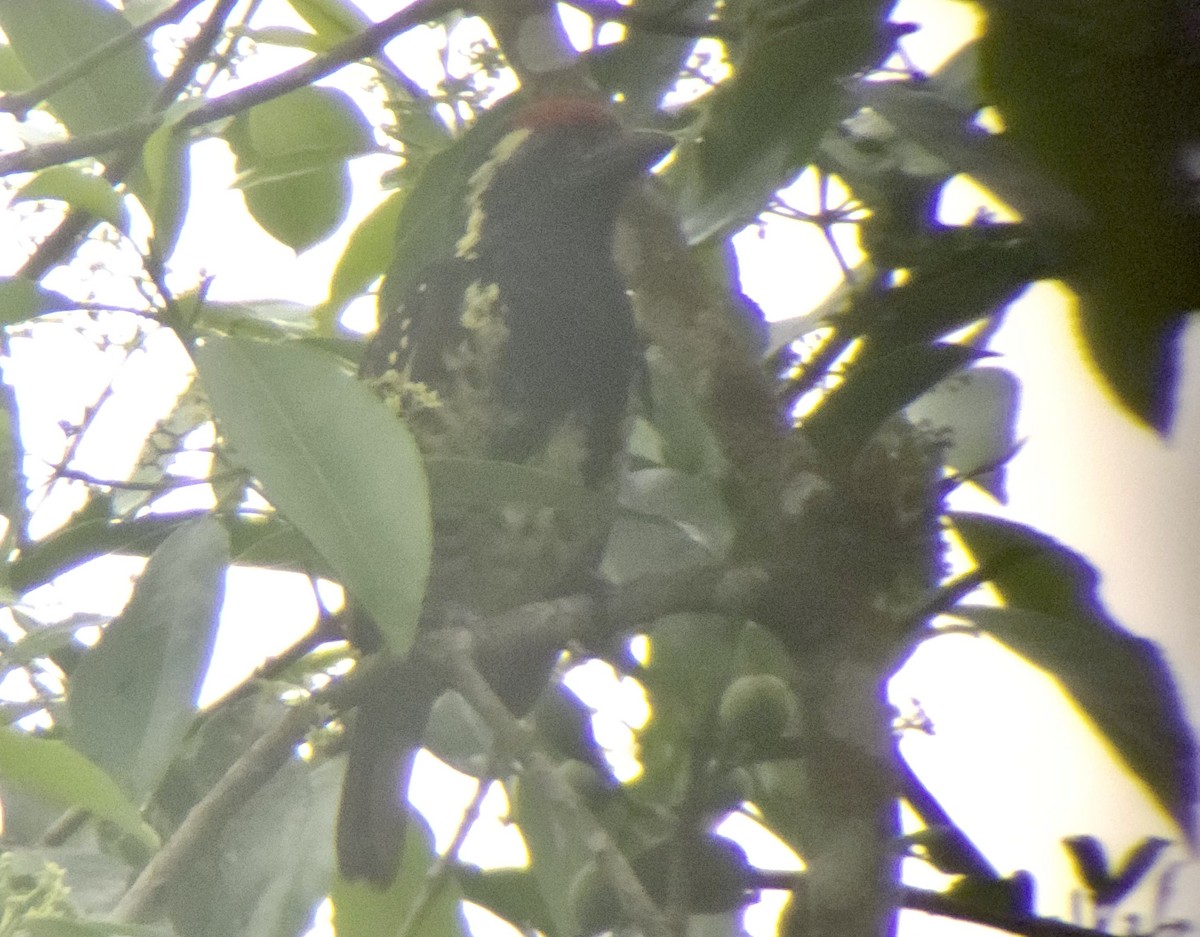 Yellow-spotted Barbet - ML645724829