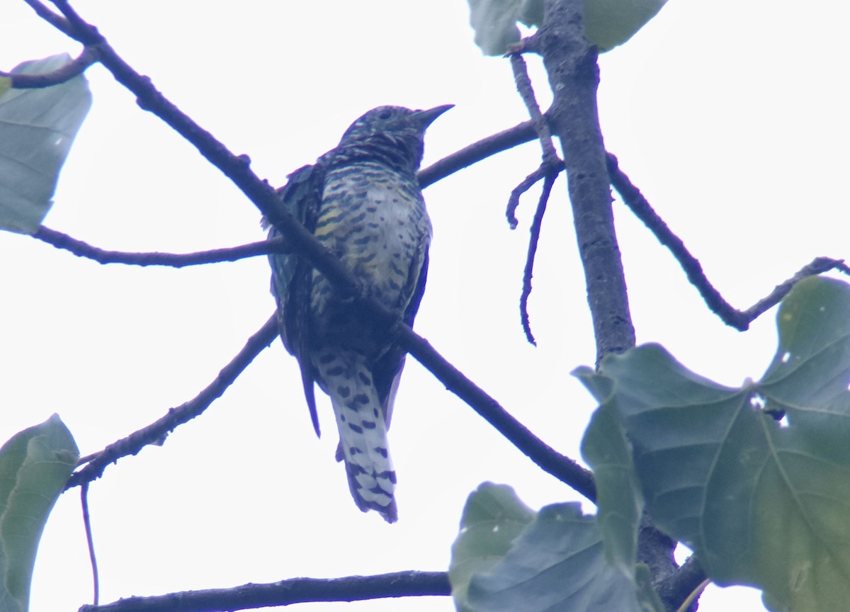 African Emerald Cuckoo - ML645724834