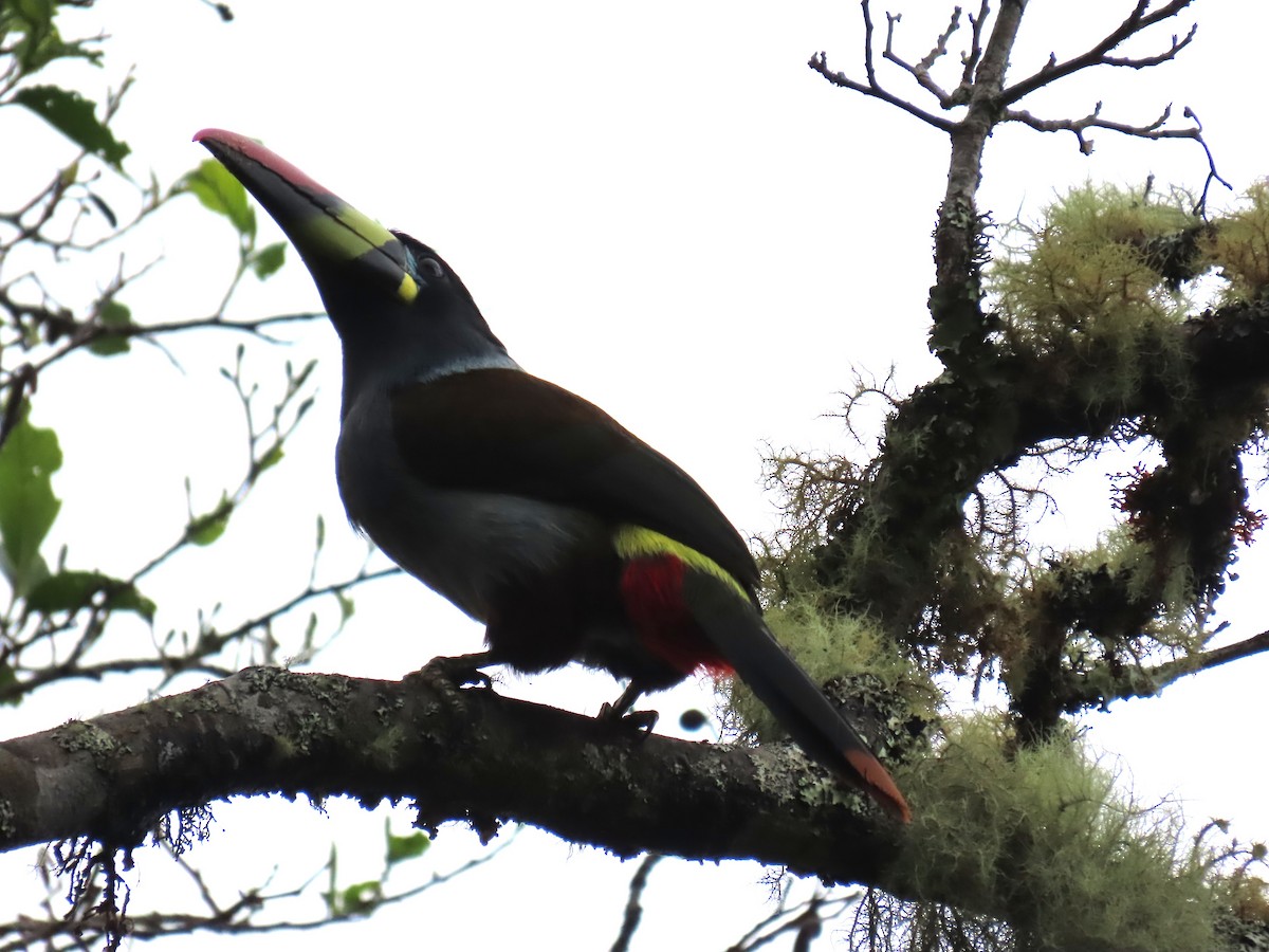 Gray-breasted Mountain-Toucan - ML645724840