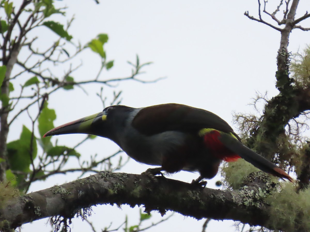 Gray-breasted Mountain-Toucan - ML645724862