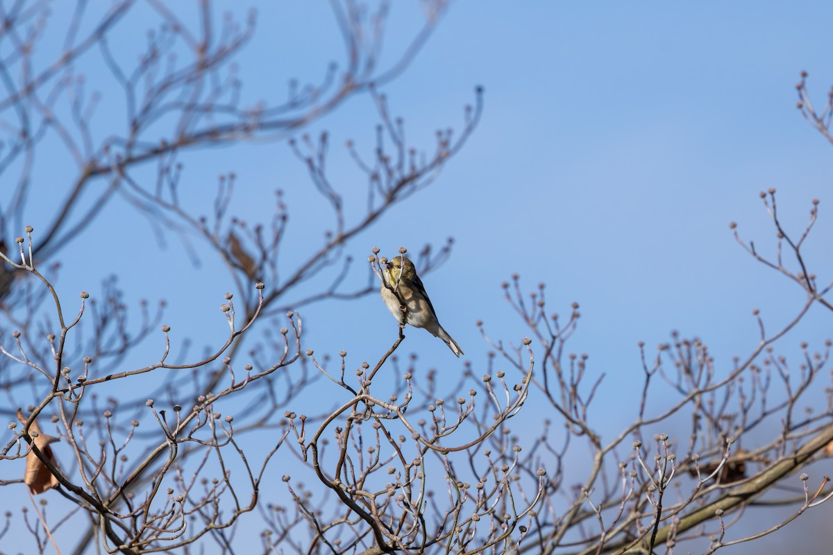 American Goldfinch - ML645724866