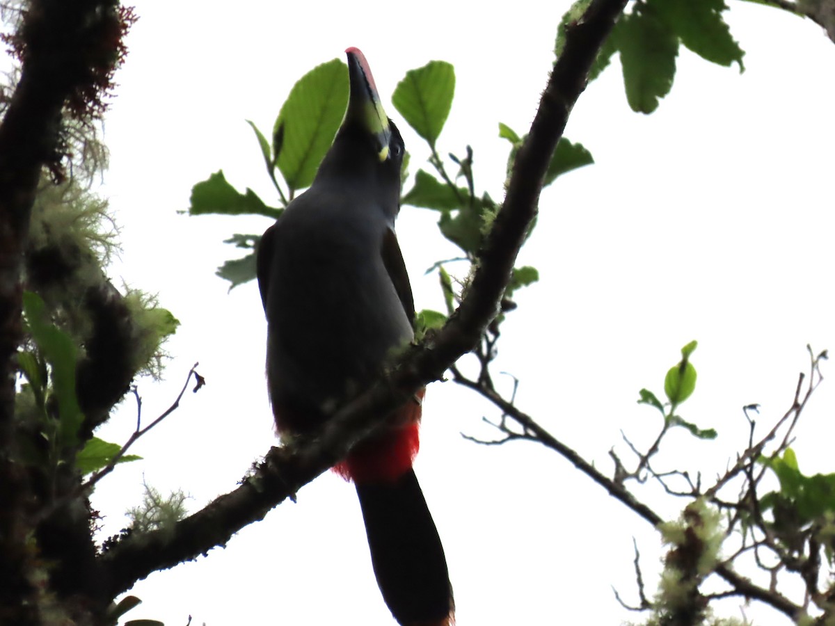 Gray-breasted Mountain-Toucan - ML645724867