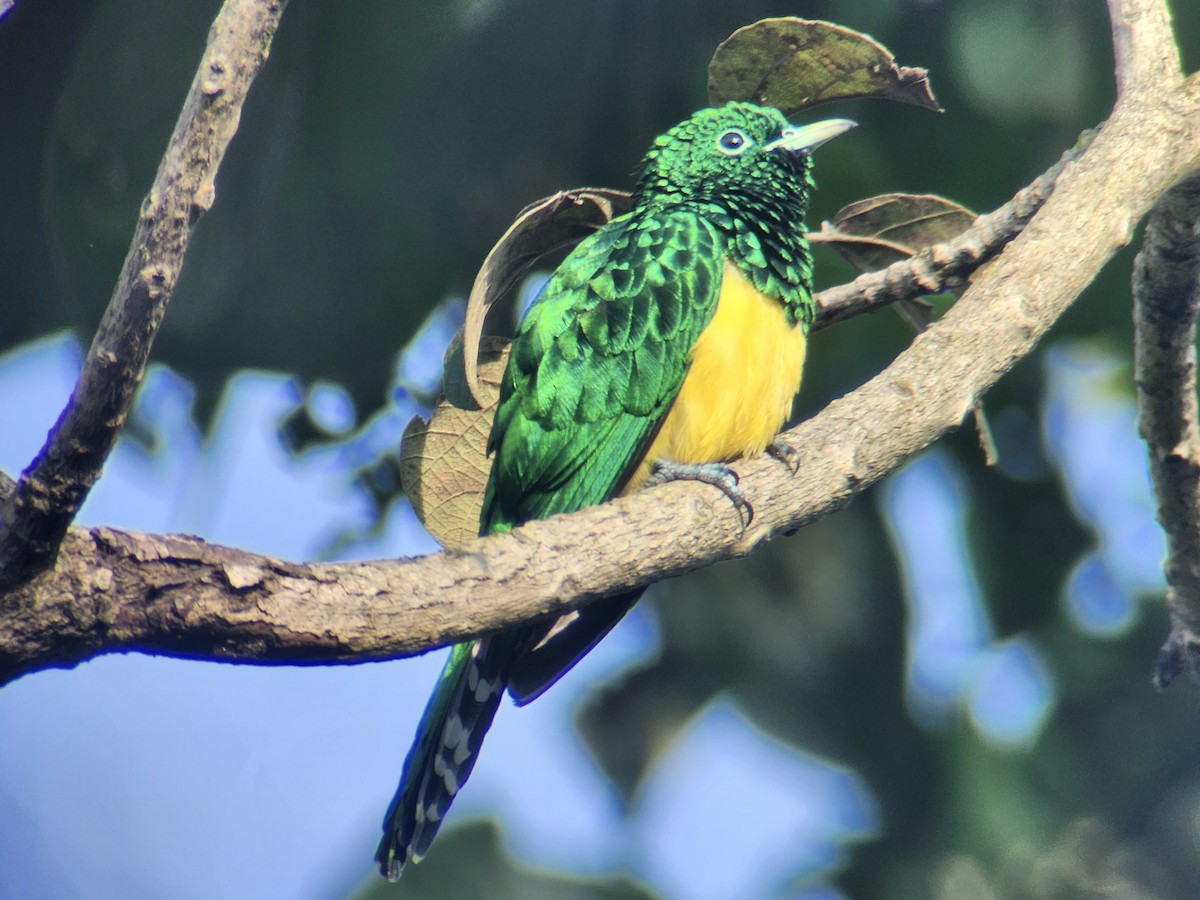 African Emerald Cuckoo - ML645724877