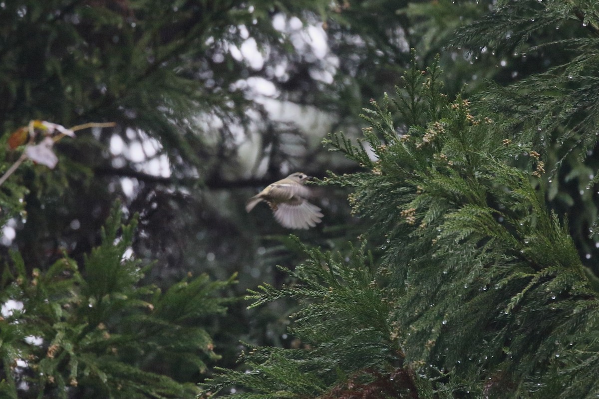 fuglekonge - ML645724878