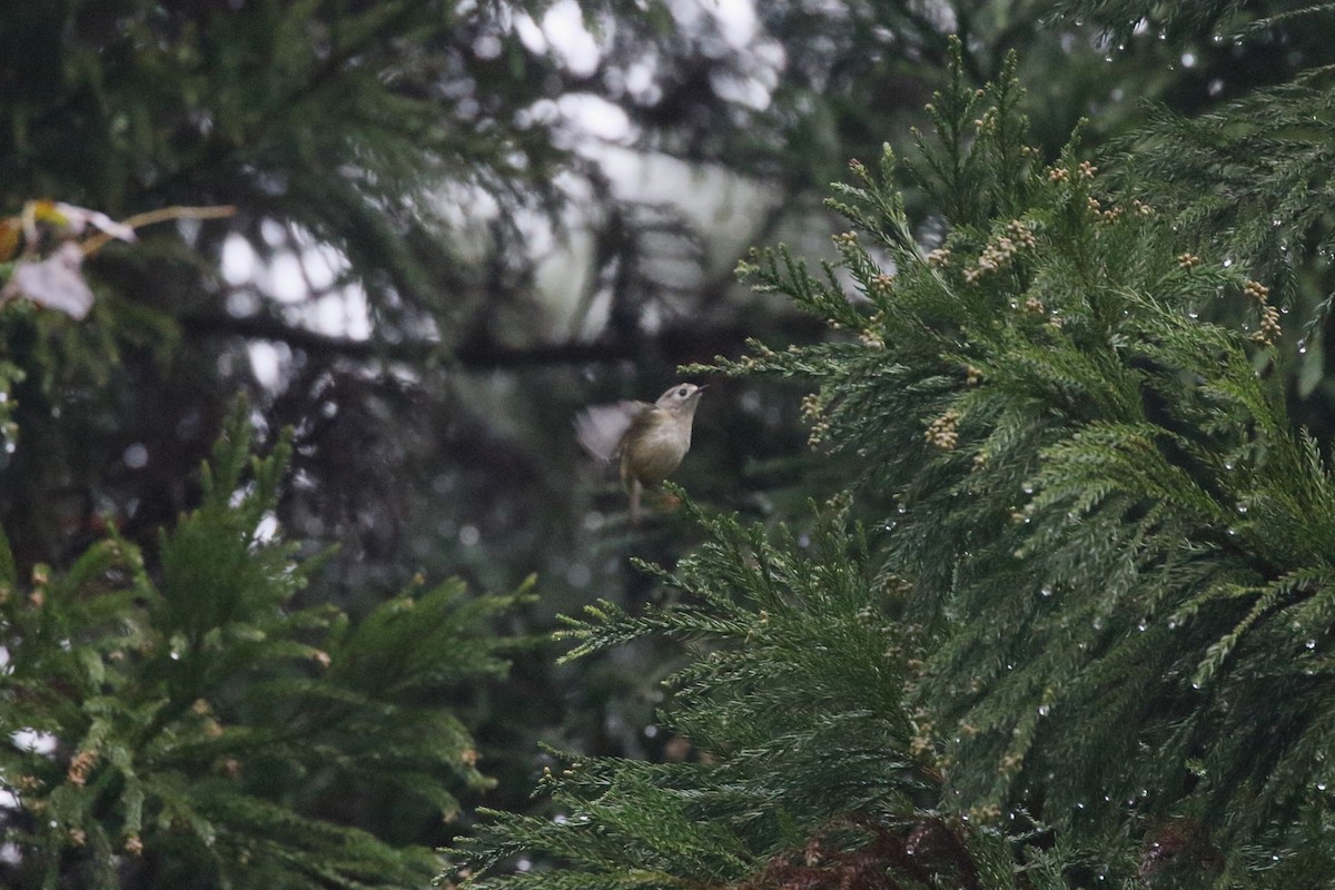 fuglekonge - ML645724879