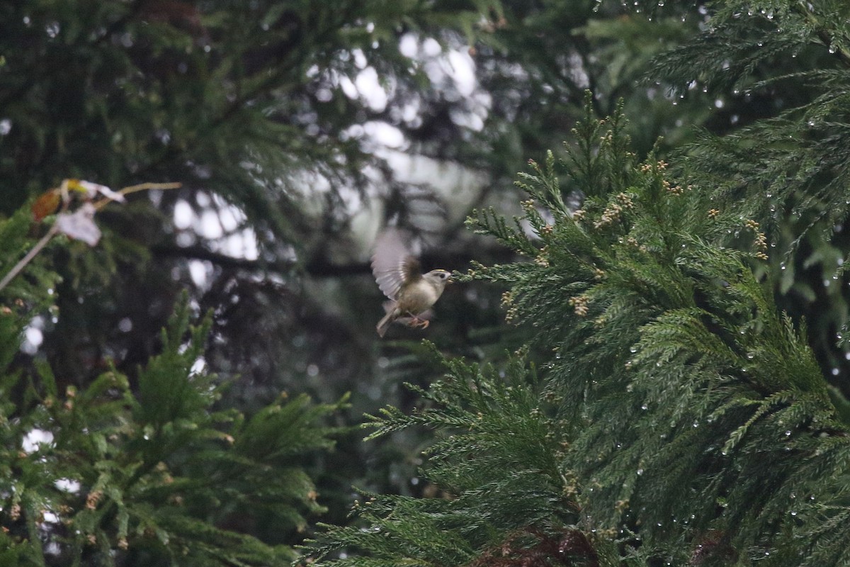 fuglekonge - ML645724880