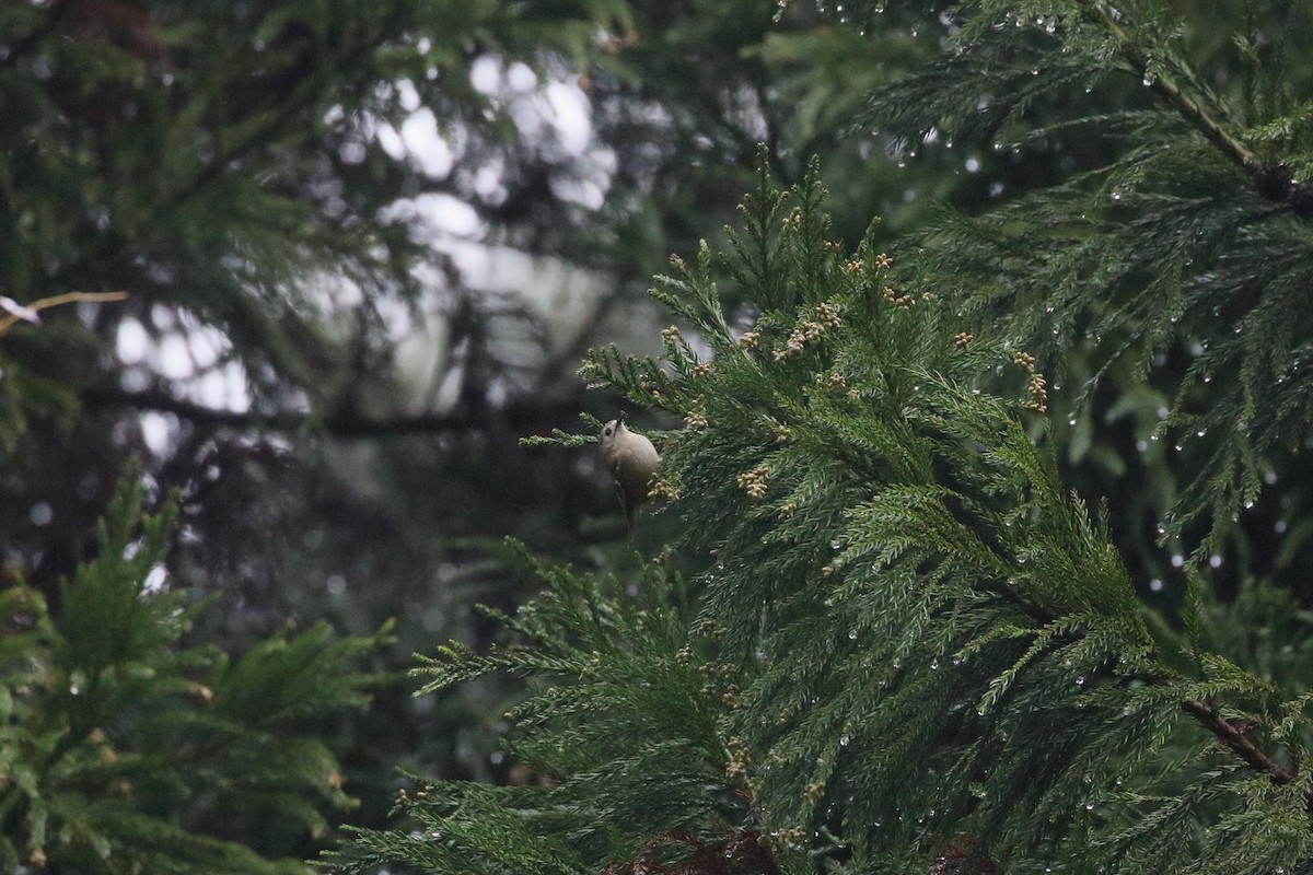 fuglekonge - ML645724881