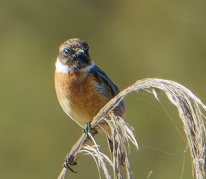 Трав'янка чорноголова - ML645724883