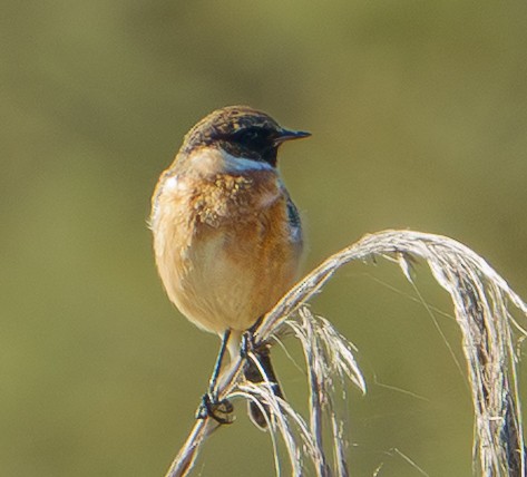 Трав'янка чорноголова - ML645724884