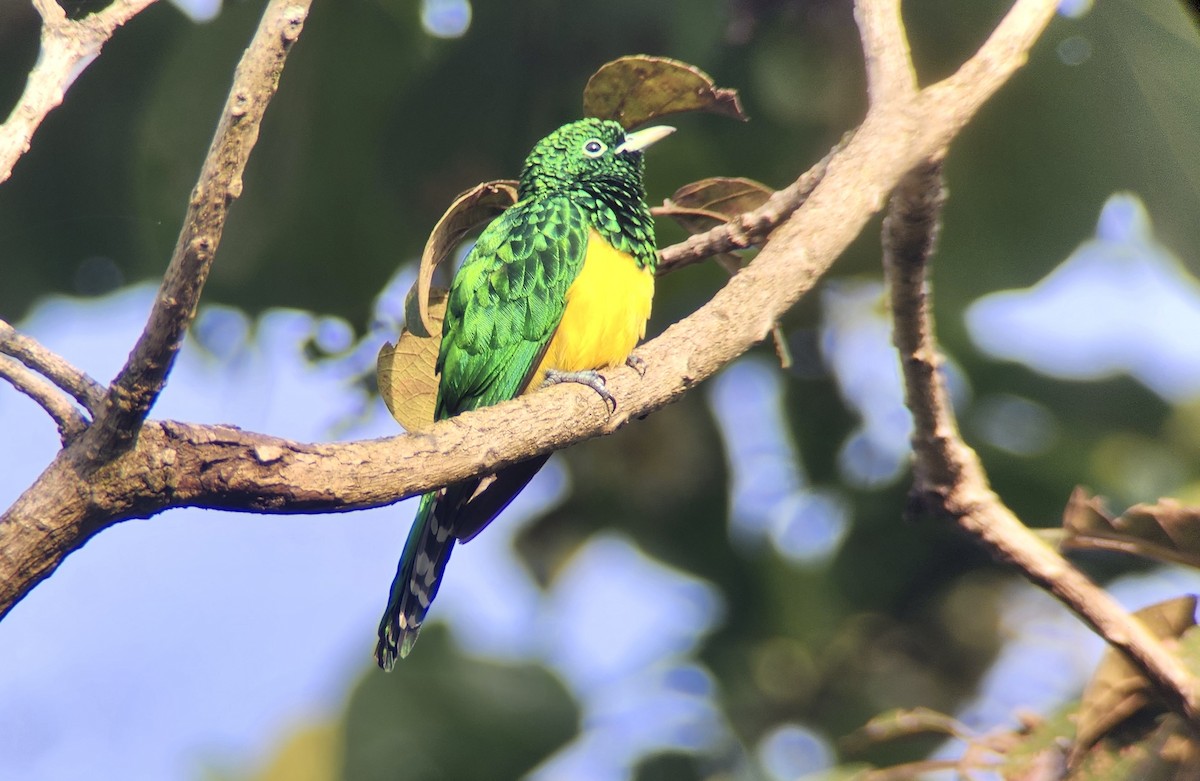 African Emerald Cuckoo - ML645724891