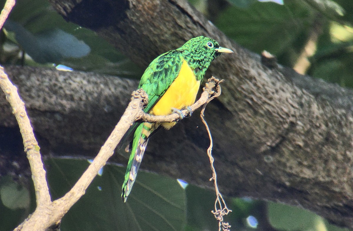 African Emerald Cuckoo - ML645724893