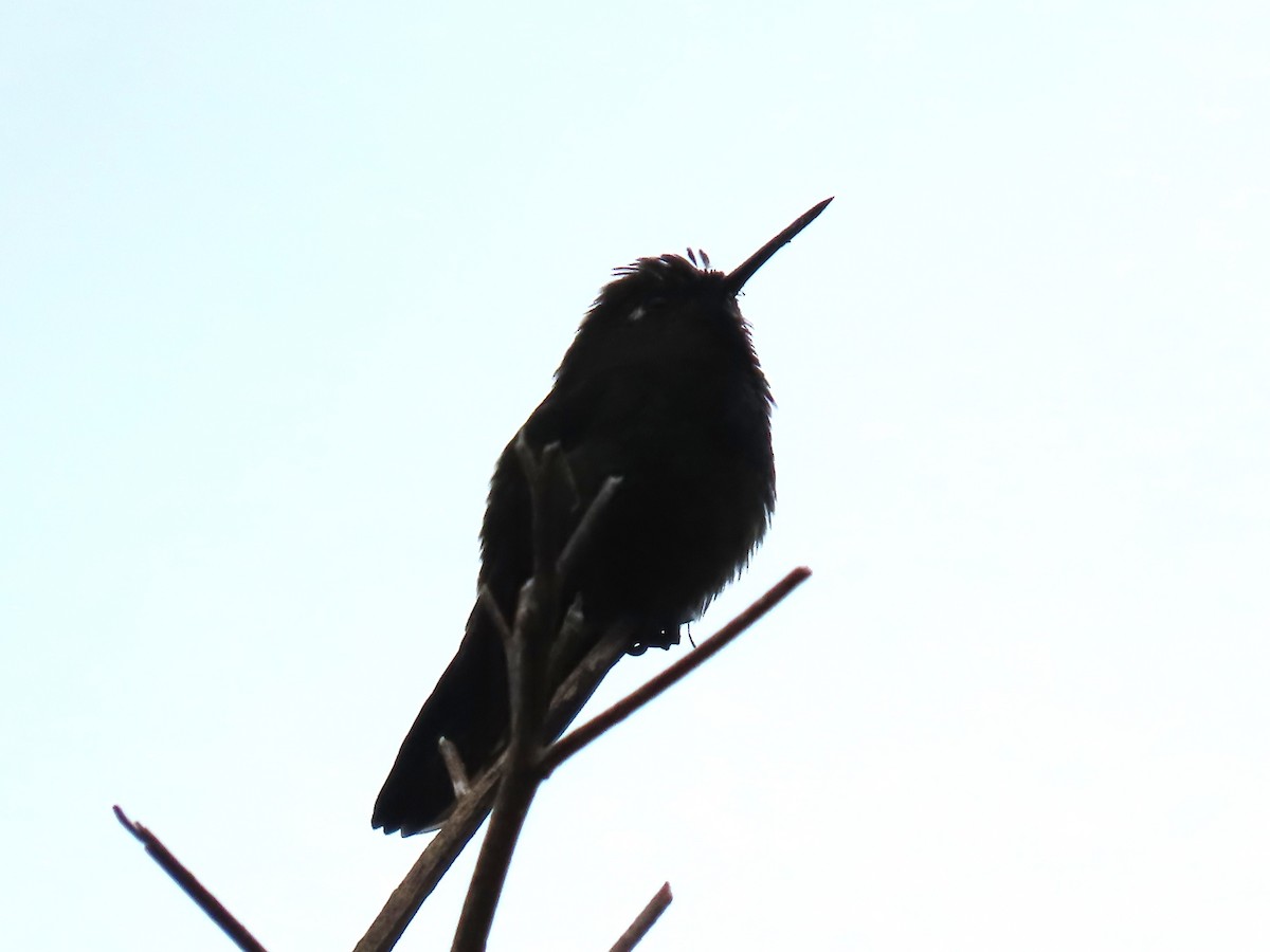 kolibřík drobný - ML645724894