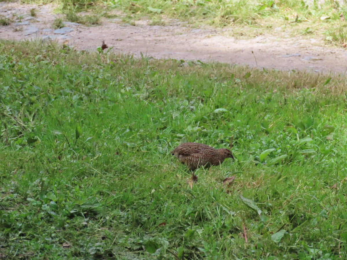 Brown Quail - ML645724896