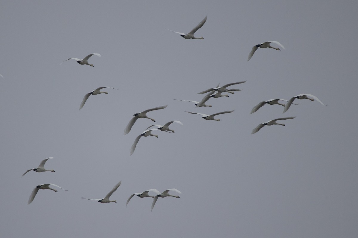 Tundra Swan - ML645724897